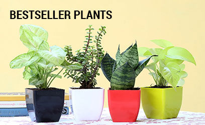 Bestsellers