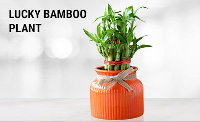Lucky Bamboo