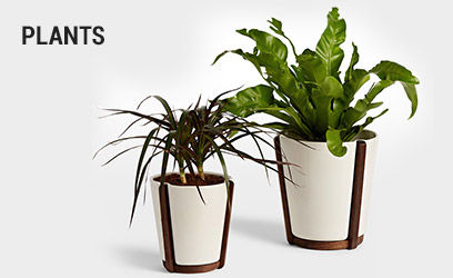 plants